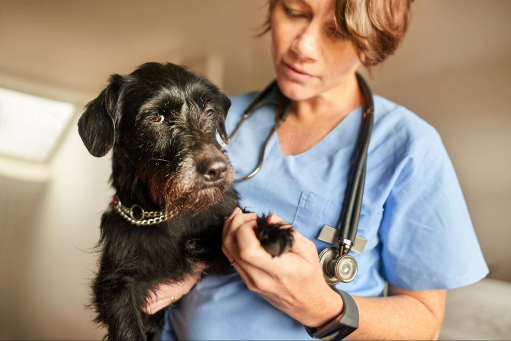 a vet providing euthanasia counseling 