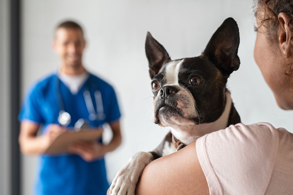 a vet reviewing diagnostic test results