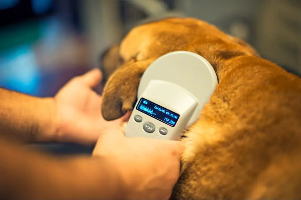 a vet scanning a dog with a microchip scanner