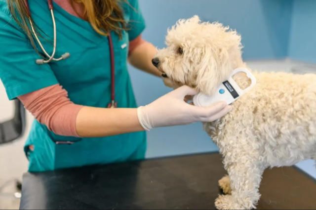 a vet scanning a dog's microchip