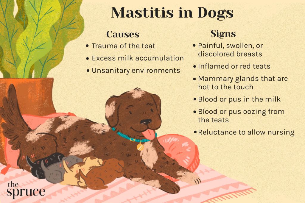 a vet tech examines a female dog with inflamed, infected mammary glands