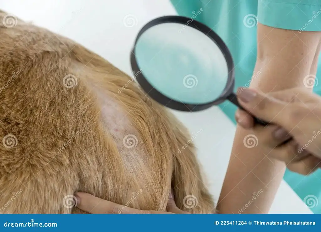 a vet using a magnifying glass to examine a dog's skin