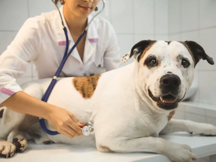 a vet using a stethoscope to examine a dog to determine its breed