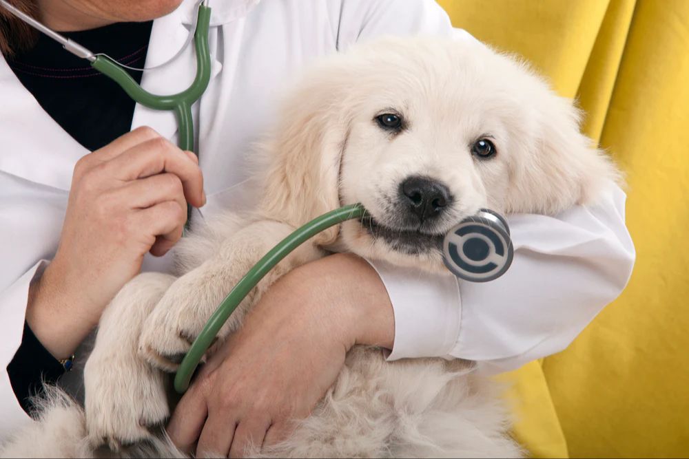 a vet using a stethoscope to listen to a dog's heartbeat.