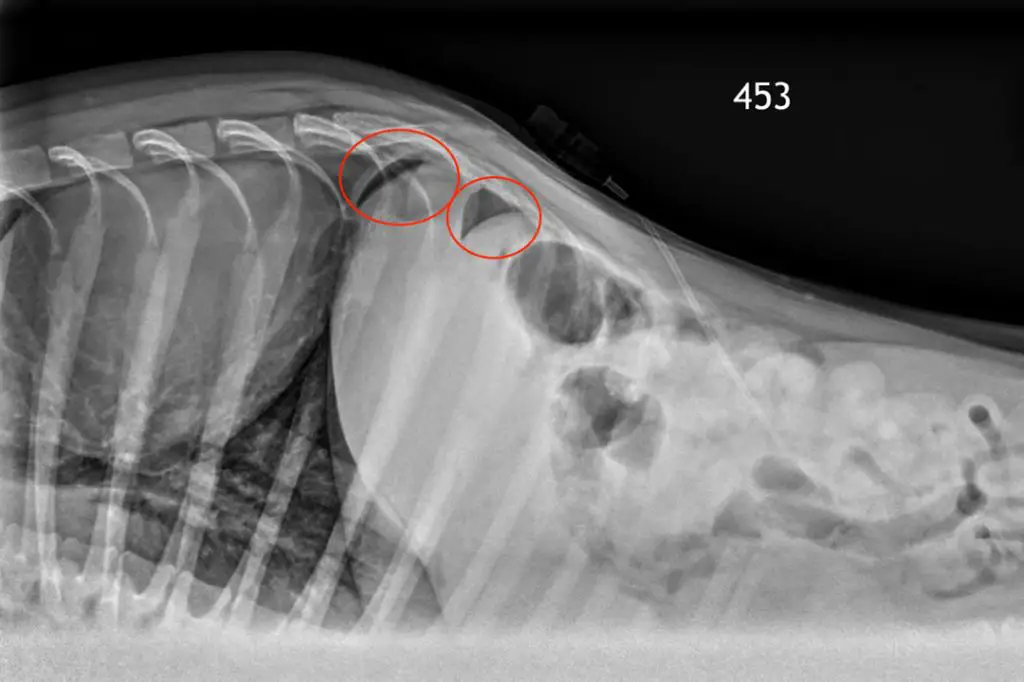 a veterinarian analyzing a dog's x-ray results