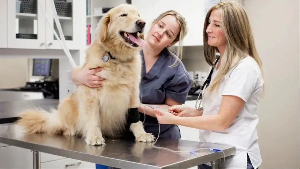 a veterinarian comforting an owner and their dog during a checkup appointment