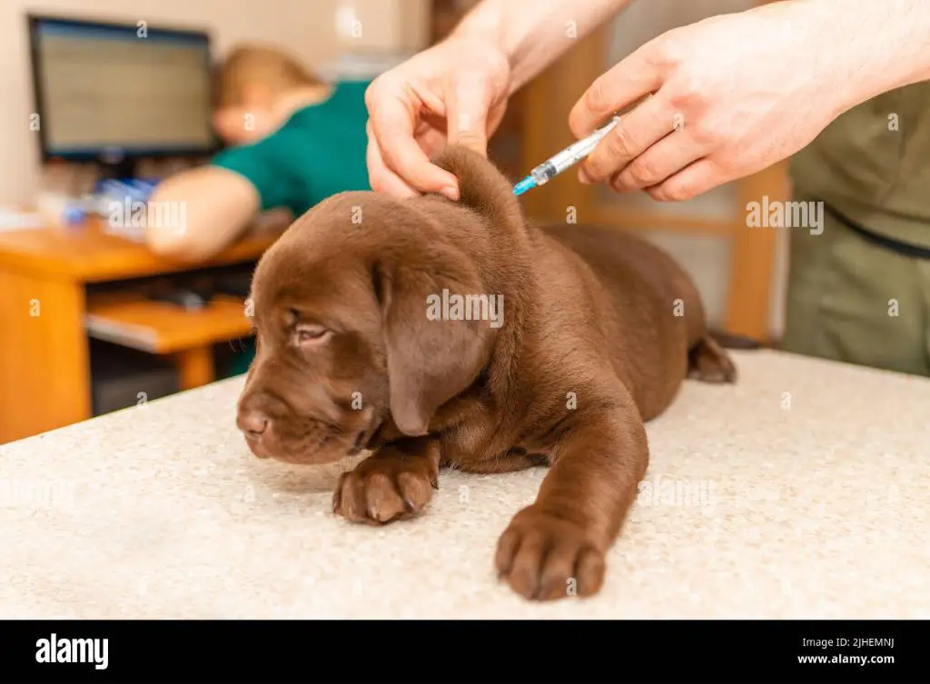 a veterinarian comforts a sweet labrador retriever puppy during an exam, checking its health and marking its breed in the medical records.