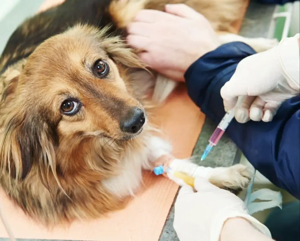 a veterinarian drawing blood from a dog to test liver enzymes