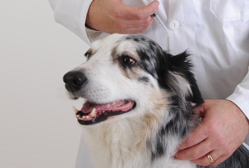 a veterinarian evaluating a dog prior to vaccination