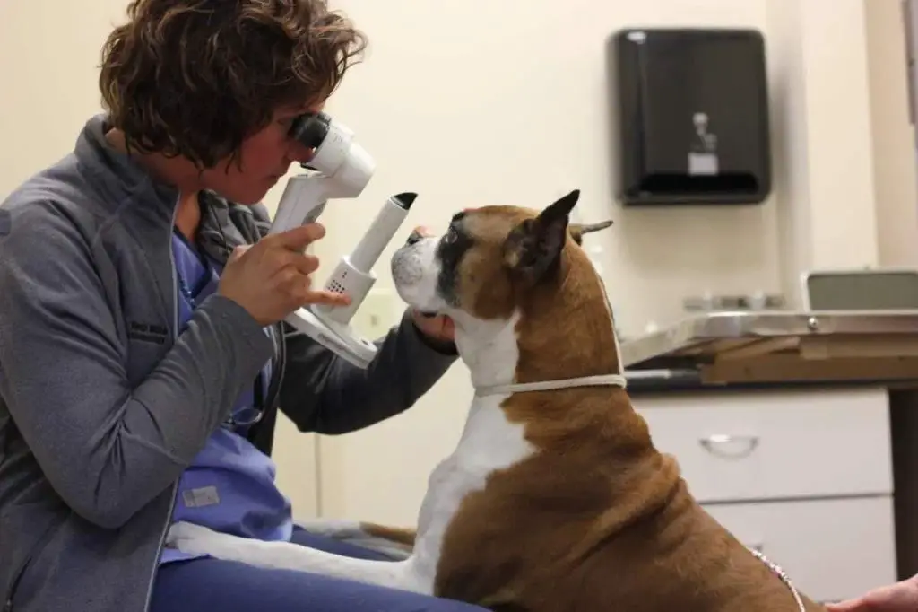 a veterinarian examining a dog's eyes during an eye exam.