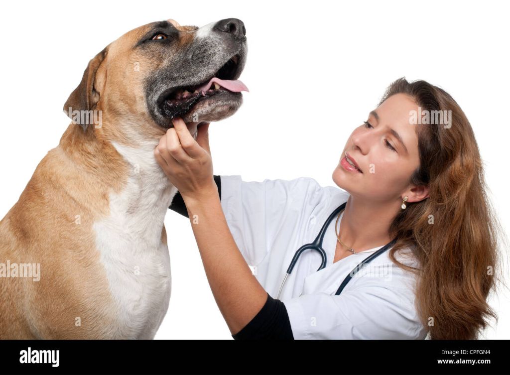 a veterinarian examining a mixed breed dog