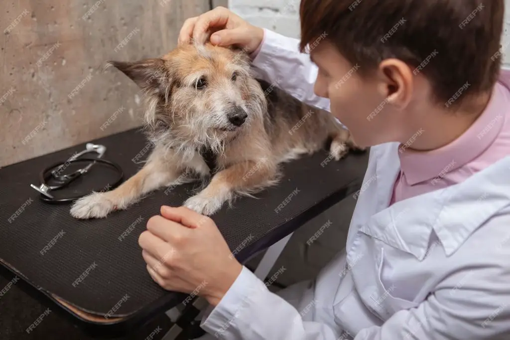 a veterinarian examining a mixed breed puppy