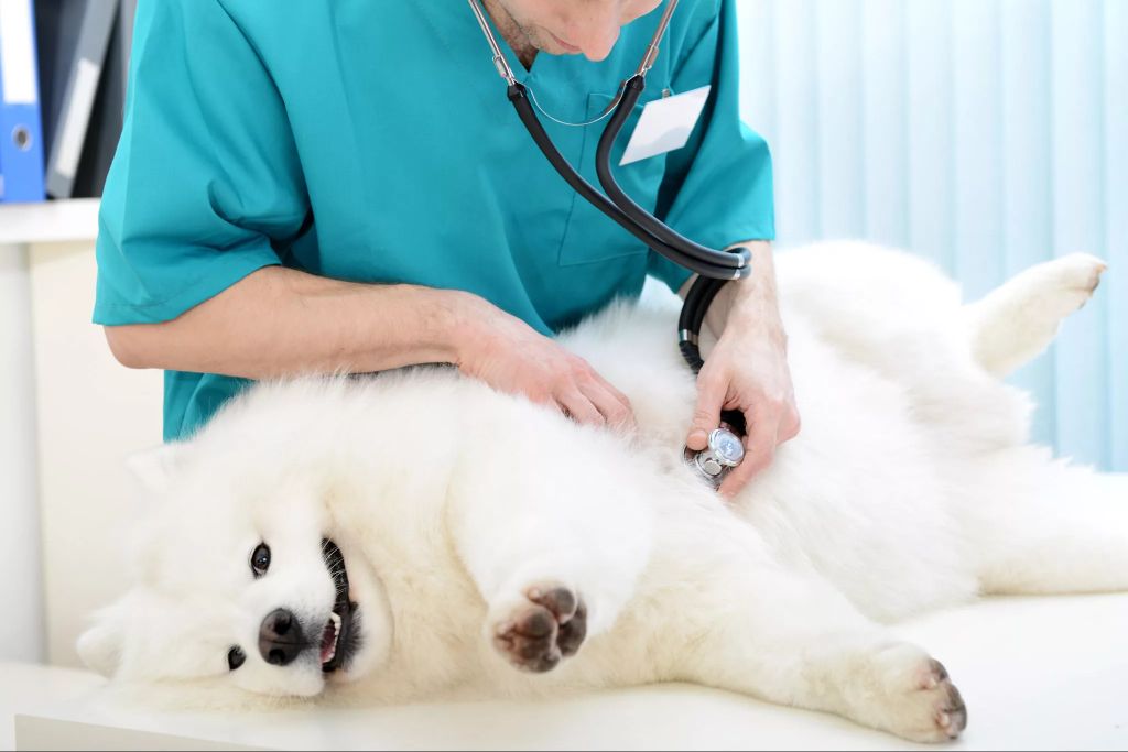 a veterinarian examining a pregnant dog.