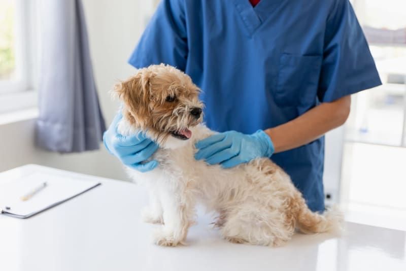 a veterinarian examining a urine sample