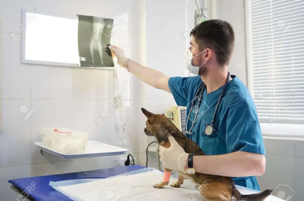 a veterinarian examining x-ray films of a dog patient 