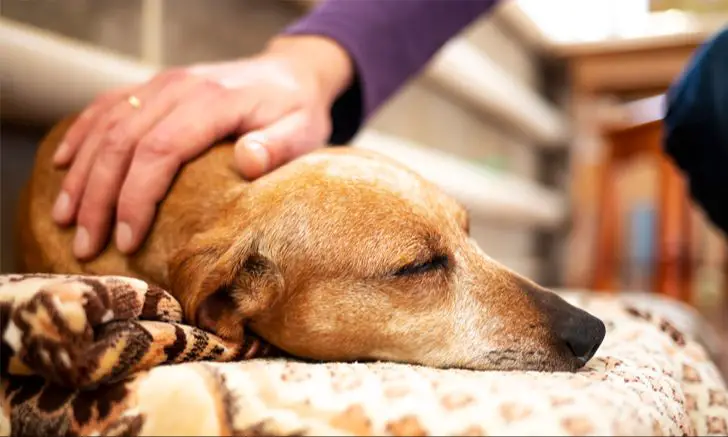 a veterinarian humanely euthanizing a dog