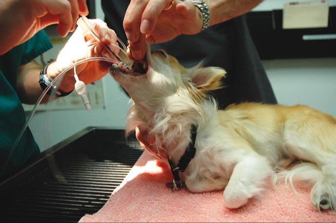 a veterinarian injecting a sedative into a dog's leg