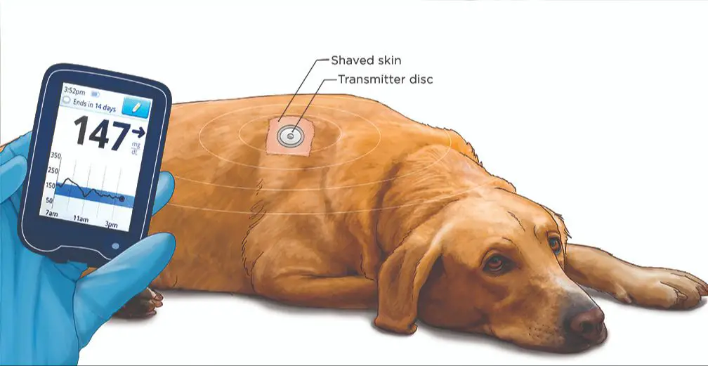 a veterinarian monitoring a dog's blood sugar level