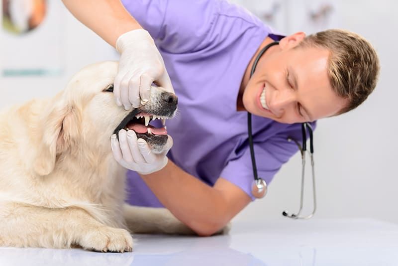 a veterinarian performing a checkup on a dog