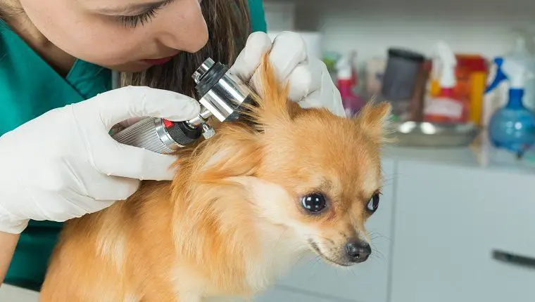 a veterinarian performing a checkup on a puppy