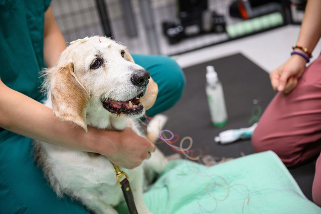 a veterinarian performing a cognitive exam on a senior dog