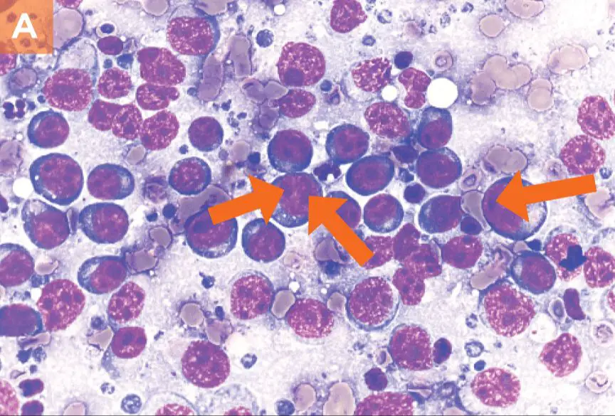 a veterinarian performing a lymph node aspiration biopsy on a dog to diagnose lymphoma.