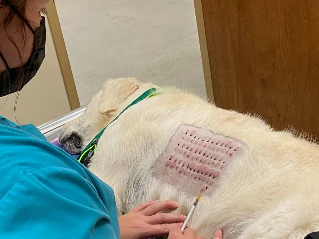 a veterinarian performing an allergy test on a senior dog