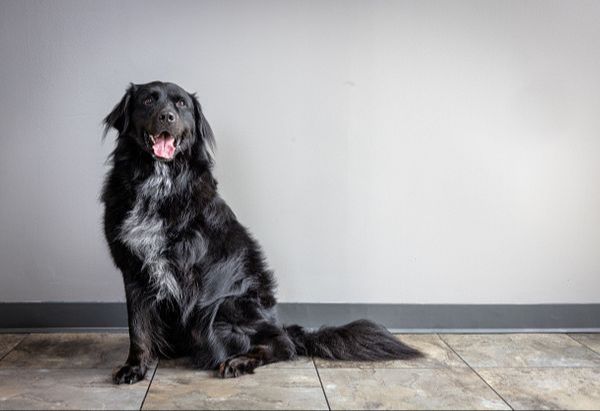 a veterinarian performing pre-operative exams on a dog before splenectomy surgery