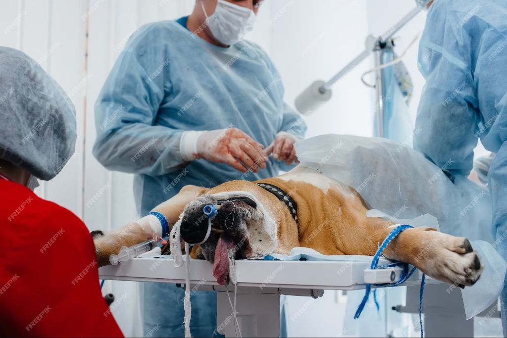 a veterinarian performing surgery with modern medical equipment