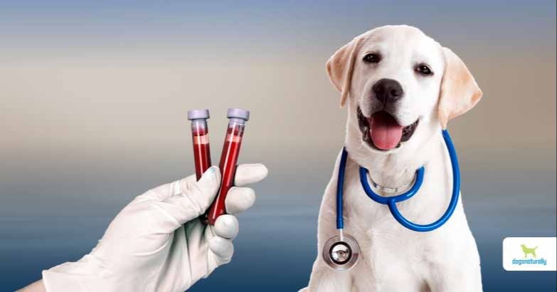 a veterinarian reviewing blood test results