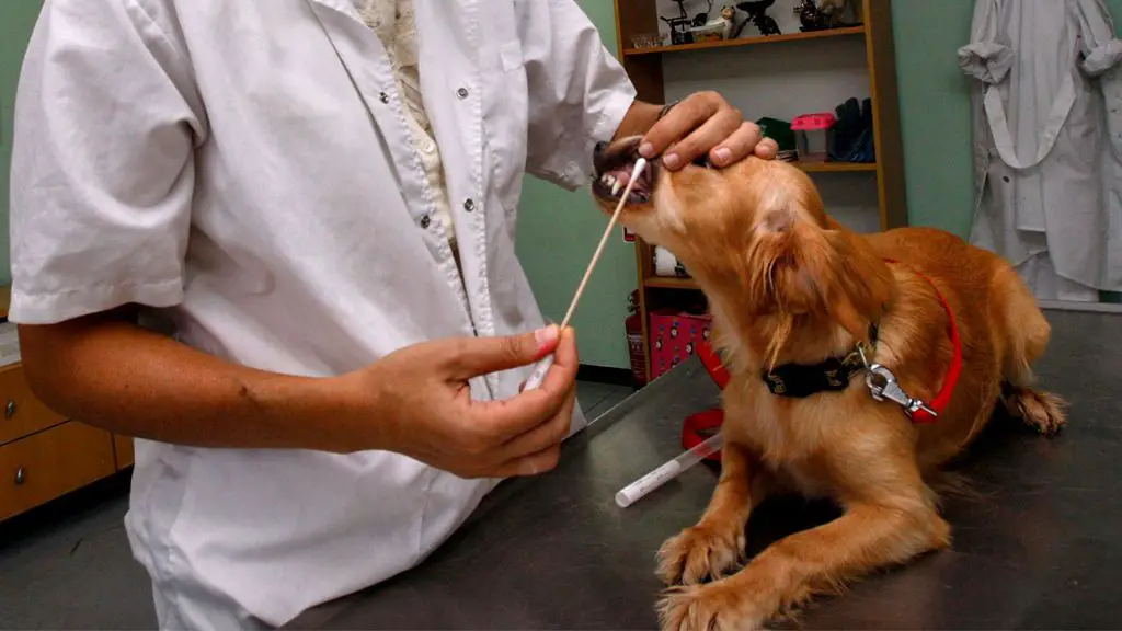 a veterinarian reviewing dna test results with a dog owner