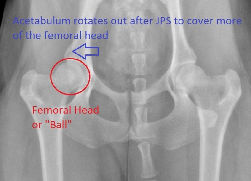 a veterinarian reviewing x-rays and discussing surgery costs for hip dysplasia