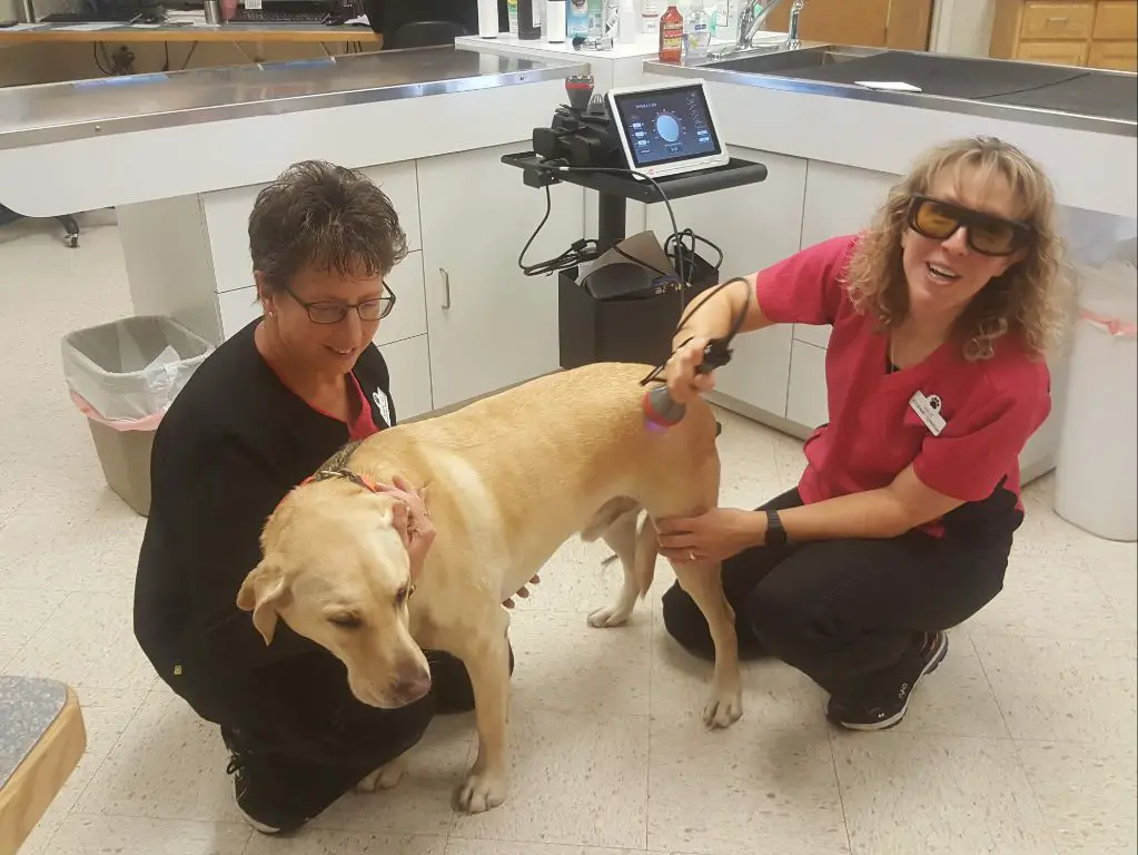 a veterinarian thoroughly examines a dog and discusses likely breed makeup with the owner, using their expertise to identify the breed.