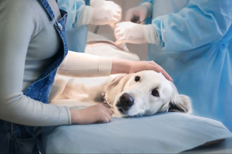 a veterinary technician monitoring a dog recovering from splenectomy surgery