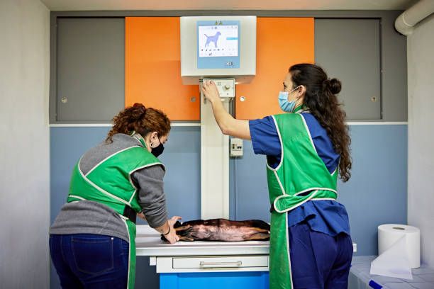 a veterinary technician wearing a lead apron while taking an x-ray of a dog