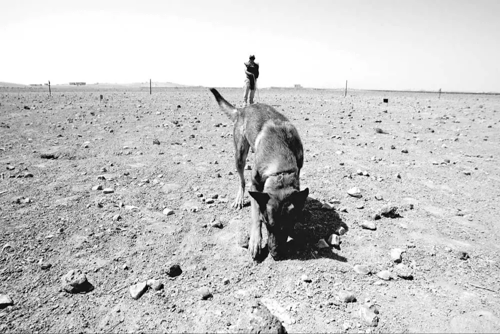 a war dog searches a field for landmines and hidden ieds.