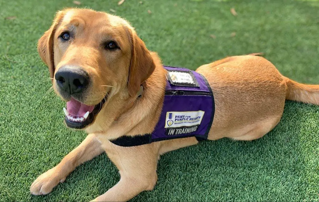 a well-behaved service dog wearing a vest