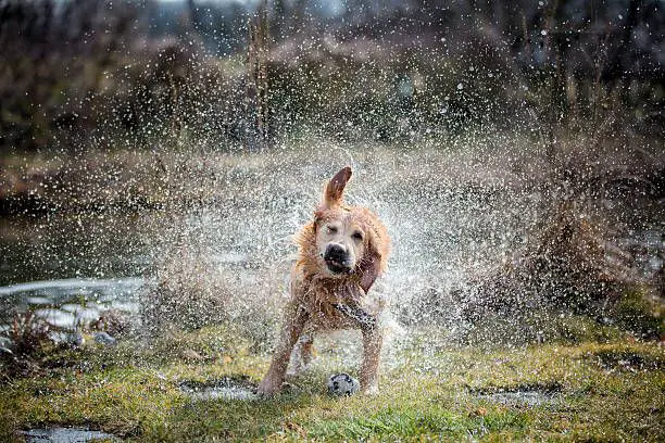 a wet dog shake water droplets at an outdoor restaurant table.