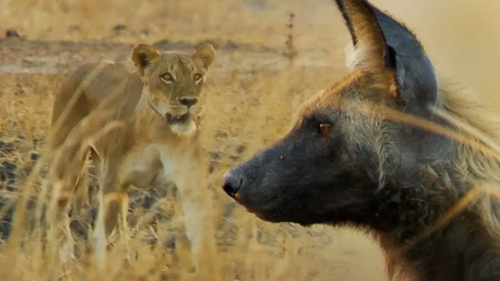 a wild dog and lion facing each other