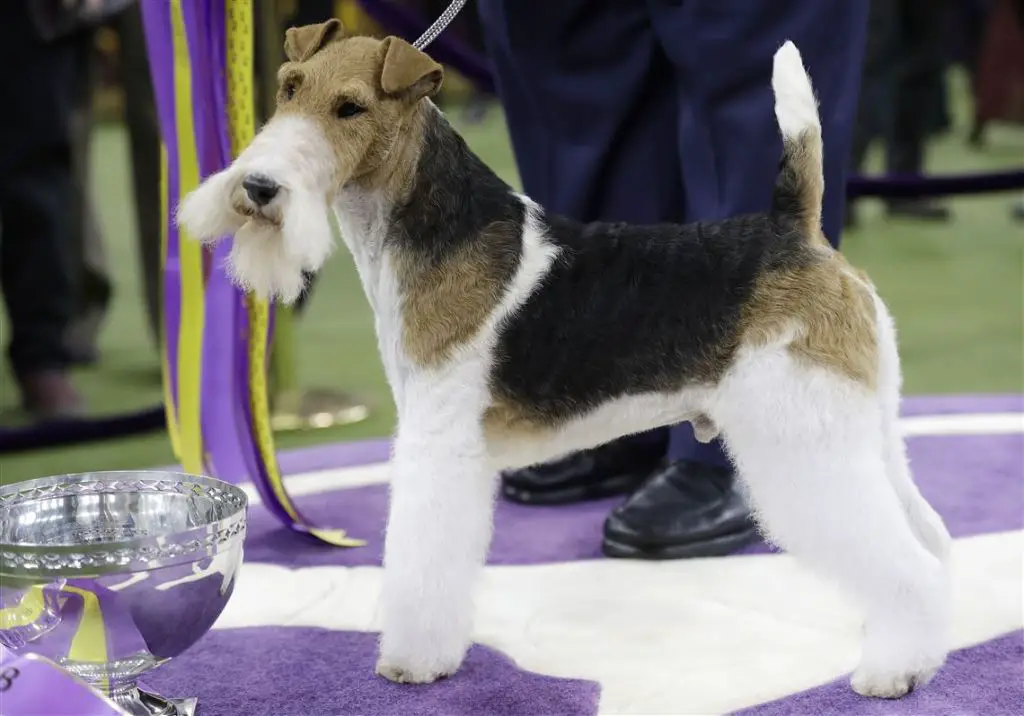 a wire fox terrier competing in the show ring 