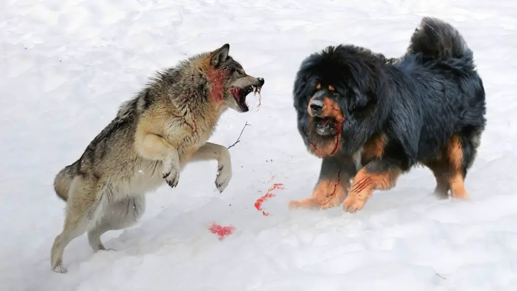 a wolf hunting prey