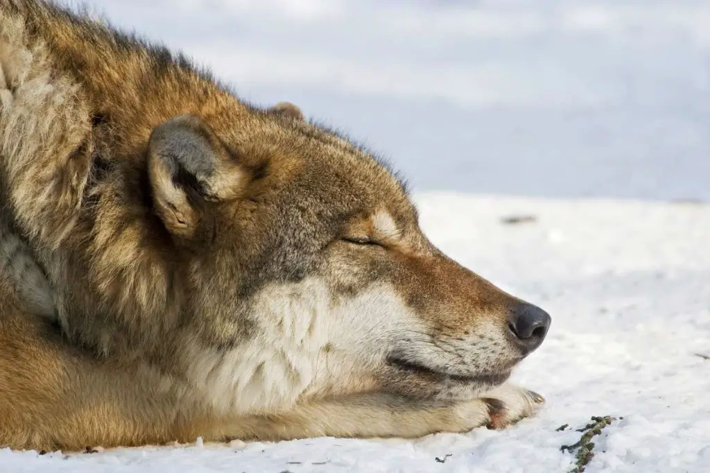 a wolf sleeping