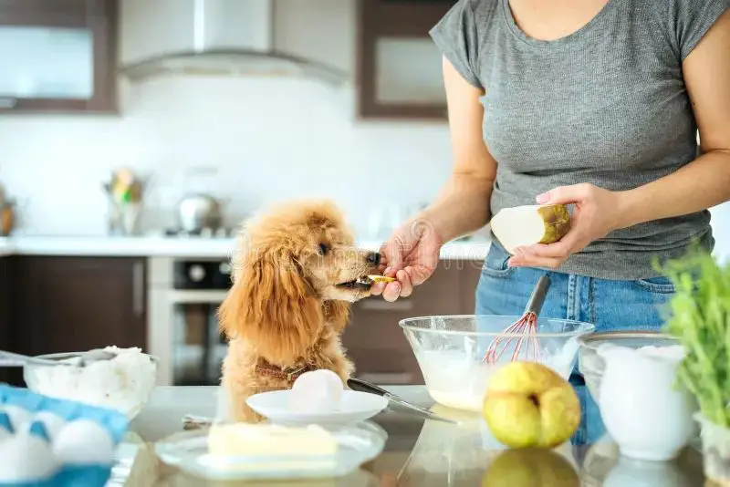 a woman cooking a homemade meal for her dog