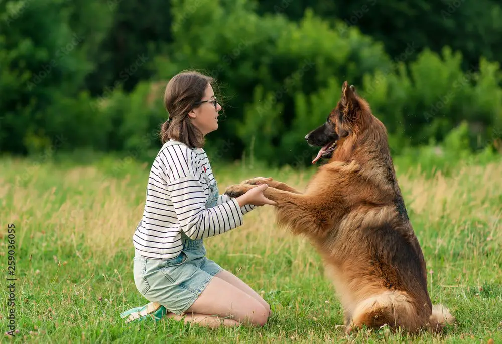 a woman playing frisbee with a german shepherd in an open grassy area at a park 