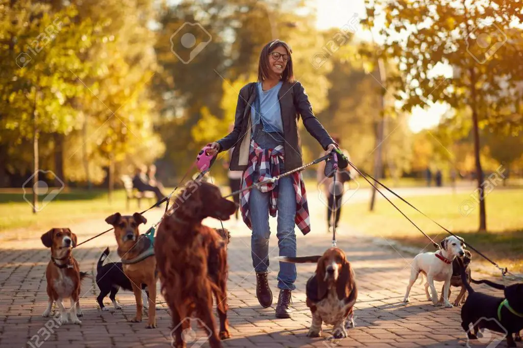 a woman walking two dogs on leashes outdoors