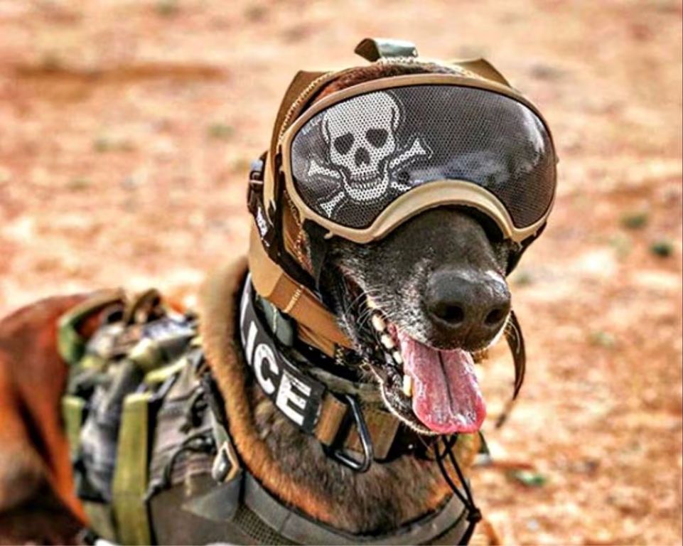 a working detection dog wearing ear protection.