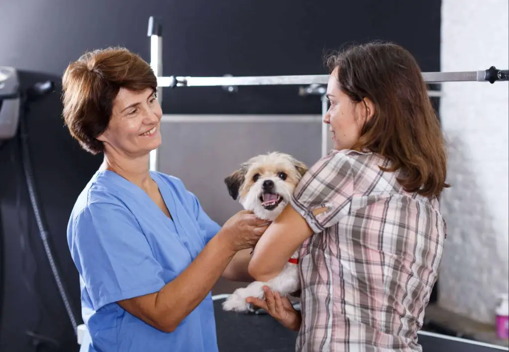 a worried dog owner discussing behavioral issues with a veterinarian