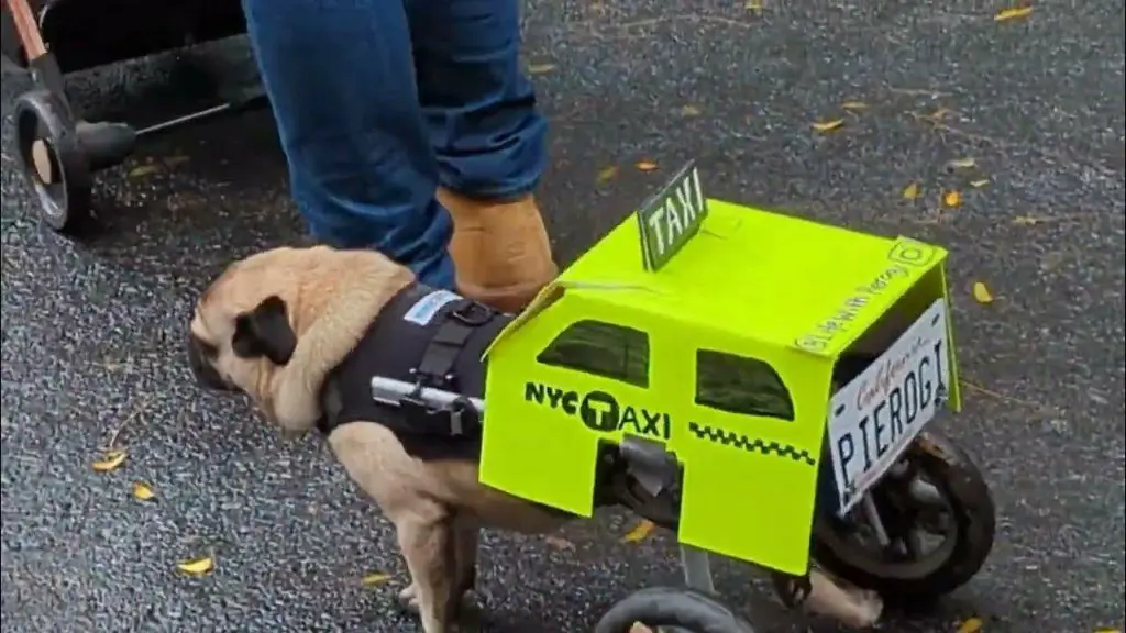 a yorkie dog inside a new york taxi cab