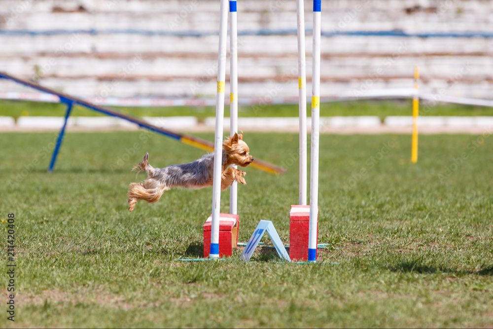 a yorkshire terrier jumping over agility hurdles