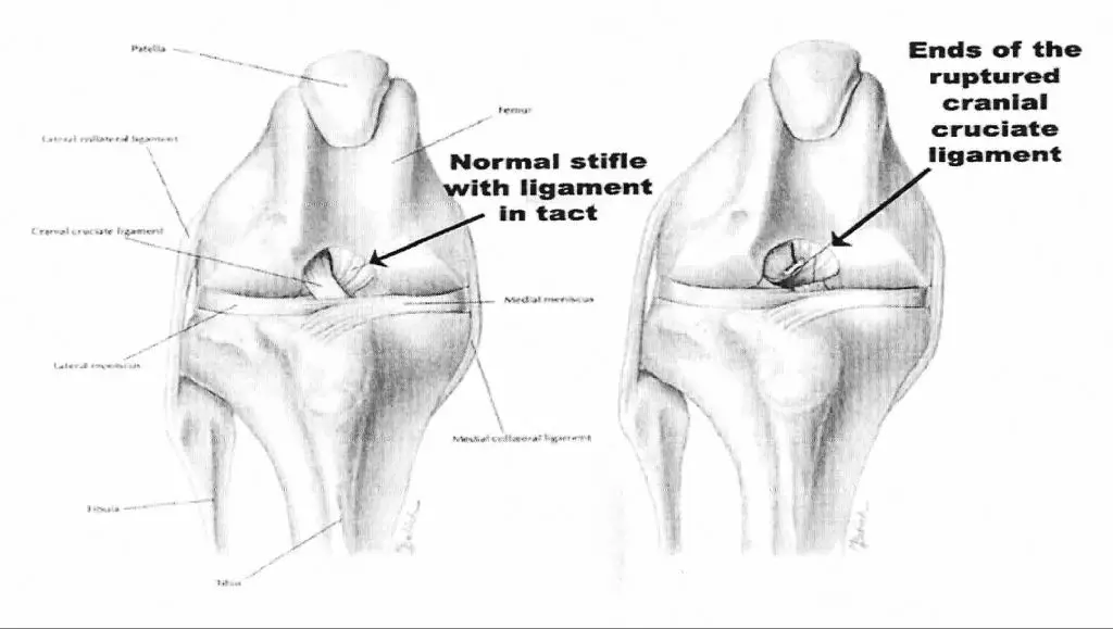 diagram of dog ccl/acl anatomy